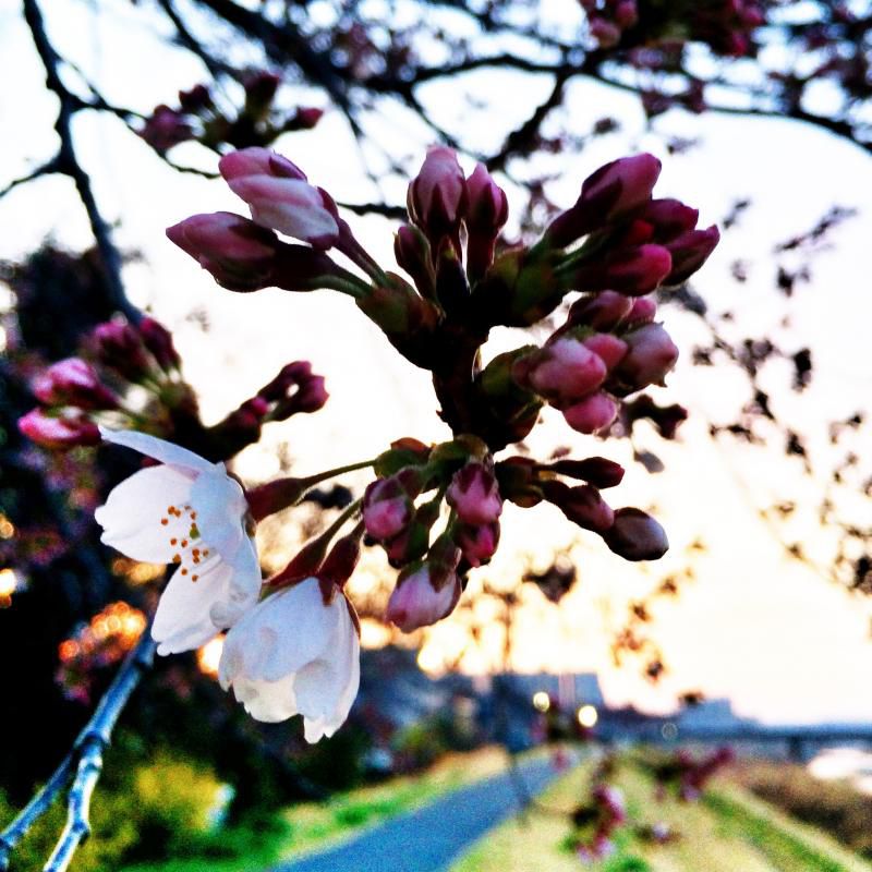 桜咲きましたね